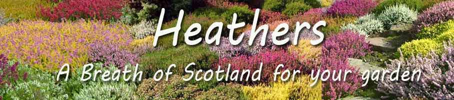 Heather your garden - Hardy Scottish Heathers Available Now